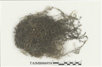 藏品(羽枝水苔)的圖片